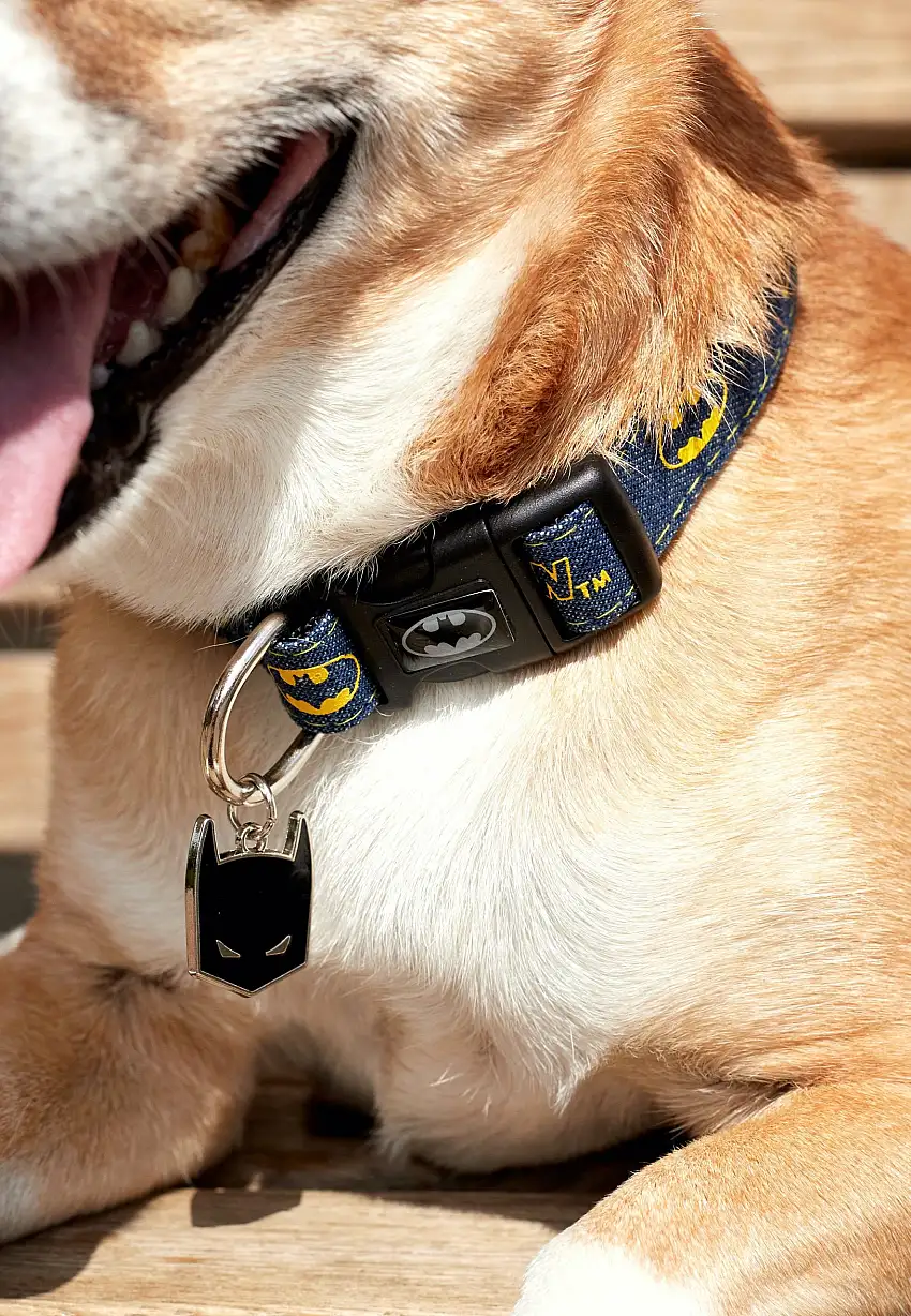 Batman - Batman - Dog Collar